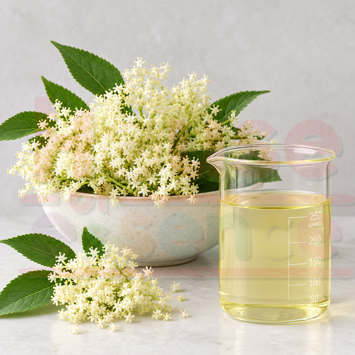Elderflower Flavour | Elderflower Flavouring Essence - NI